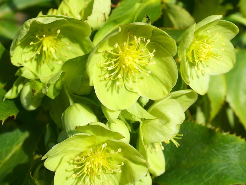 Zielony kwiat - ciemiernik zielony