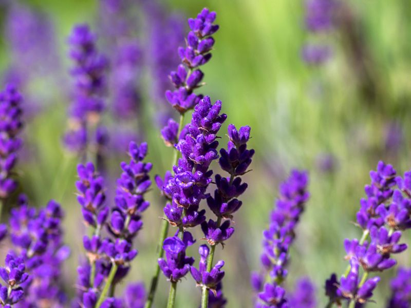 Fioletowy kwiat - Lawenda wąskolistna